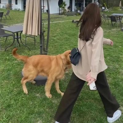 双鱼陨石